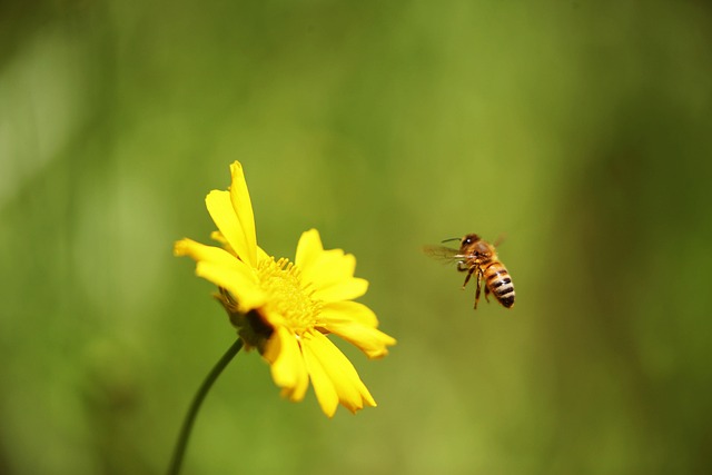 Solaranlage auf einem modernen Haus in Deutschland mit grünem Garten
