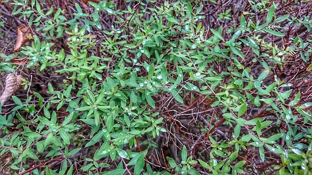 KI-gesteuerte Solaranlage auf einem Dach mit Energiespeicher im Keller